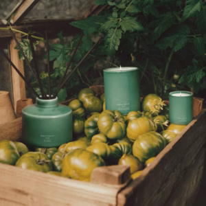 【JO MALONE】Townhouse 綠蕃茄藤香氛工藝限定版陶瓷蠟燭 75g